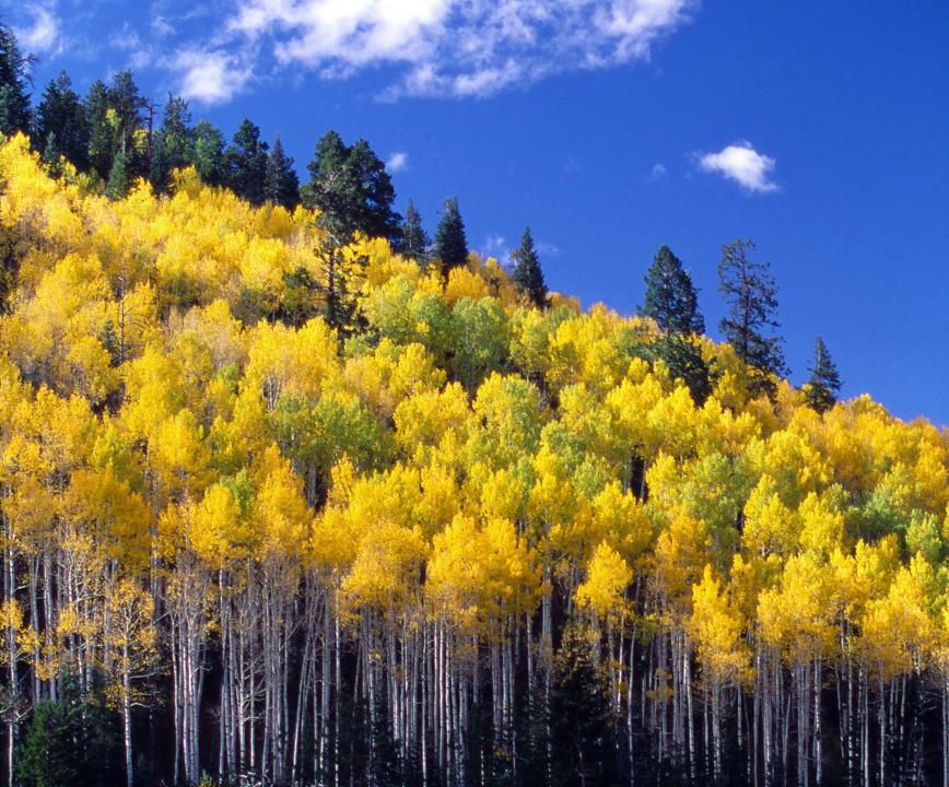 Grand Canyon National Park - North Rim Fall Aspens | Shutterbug